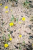 PICTURES/Death Valley - Wildflowers/t_Desert Gold Up Close.JPG